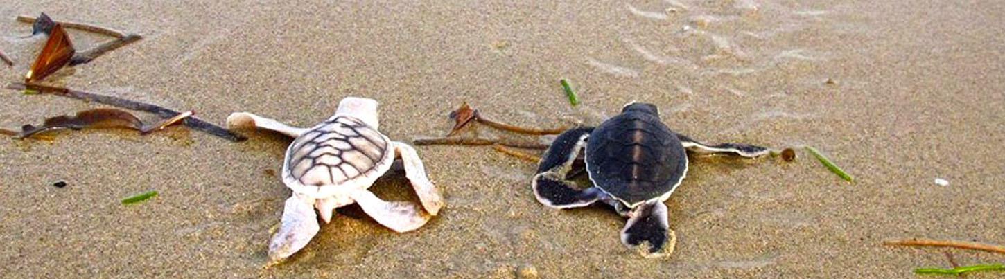 Sea Turtles, Dolphins & Whales - Super 3 in 1 Eco Tour 2