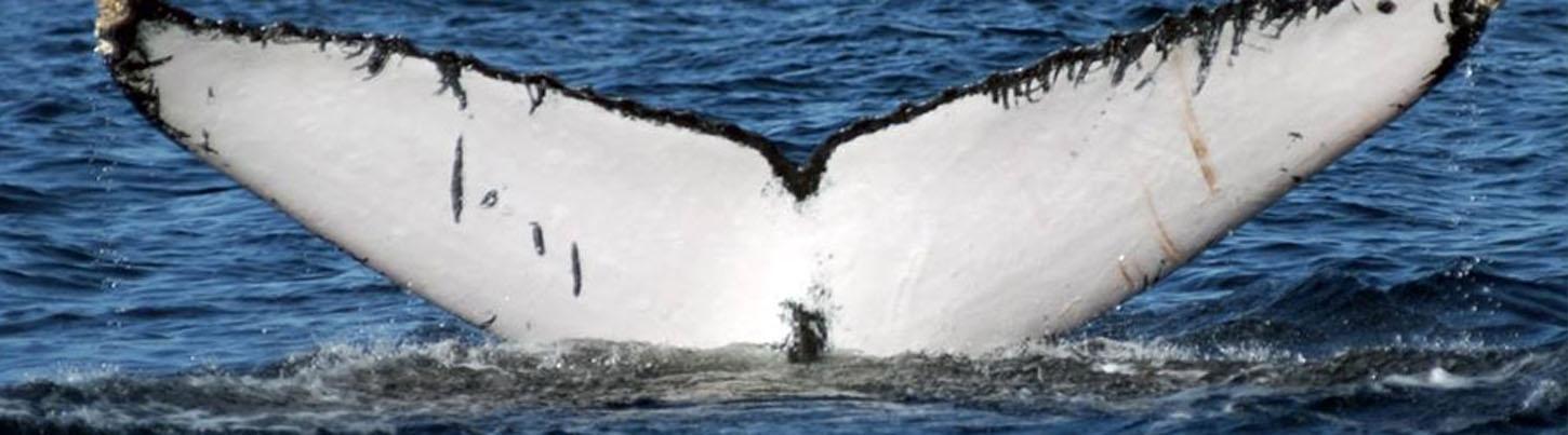 Sea Turtles, Dolphins & Whales - Super 3 in 1 Eco Tour 3