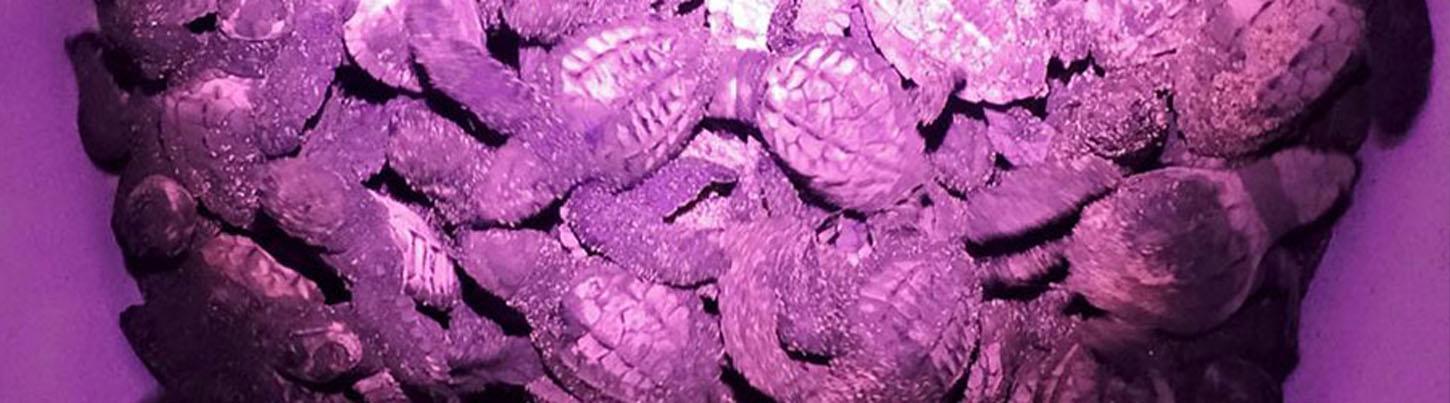 Sea Turtles, Dolphins & Whales - Super 3 in 1 Eco Tour 5