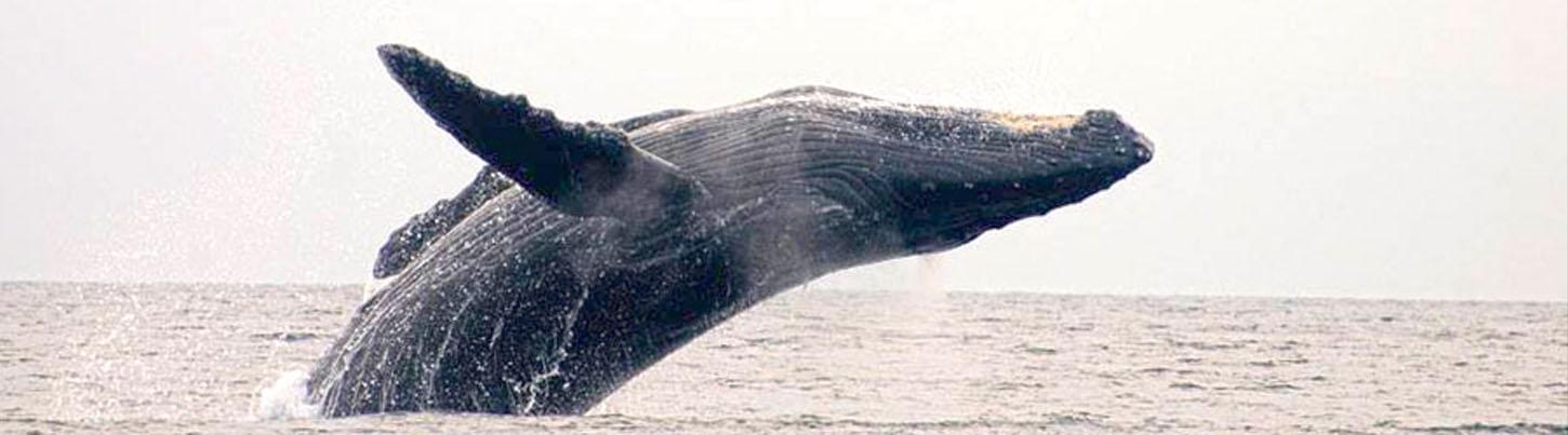 Sea Turtles, Dolphins & Whales - Super 3 in 1 Eco Tour 6