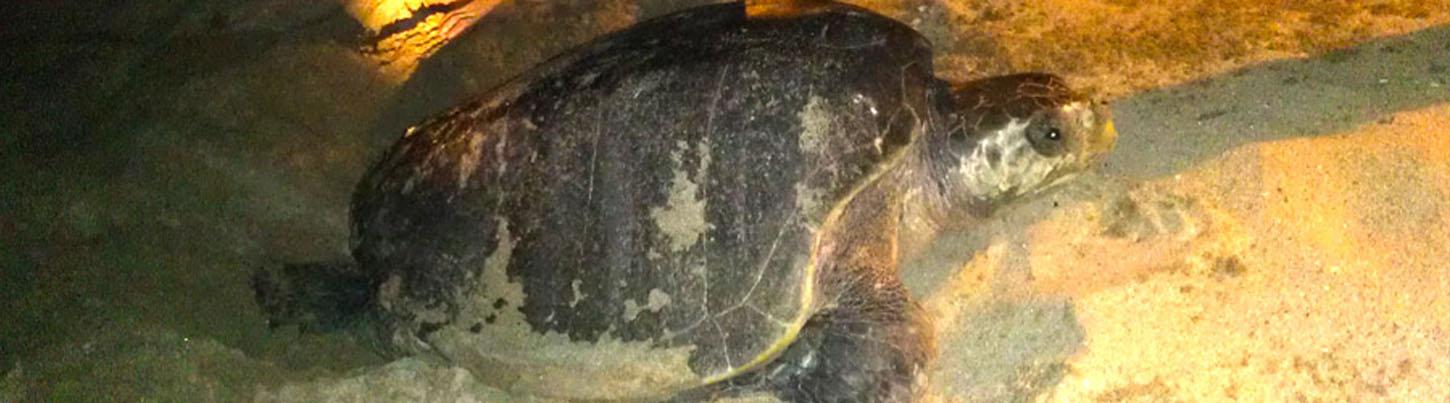 Sea Turtles, Dolphins & Whales - Super 3 in 1 Eco Tour 8