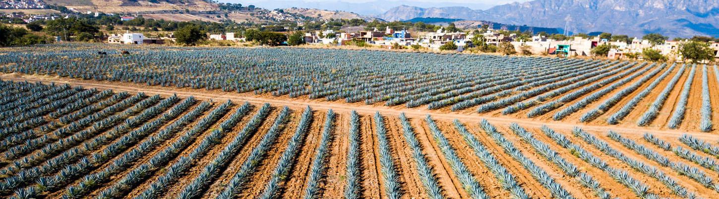 Pueblo del Tequila & Sitio Arqueológico Los Toriles 2