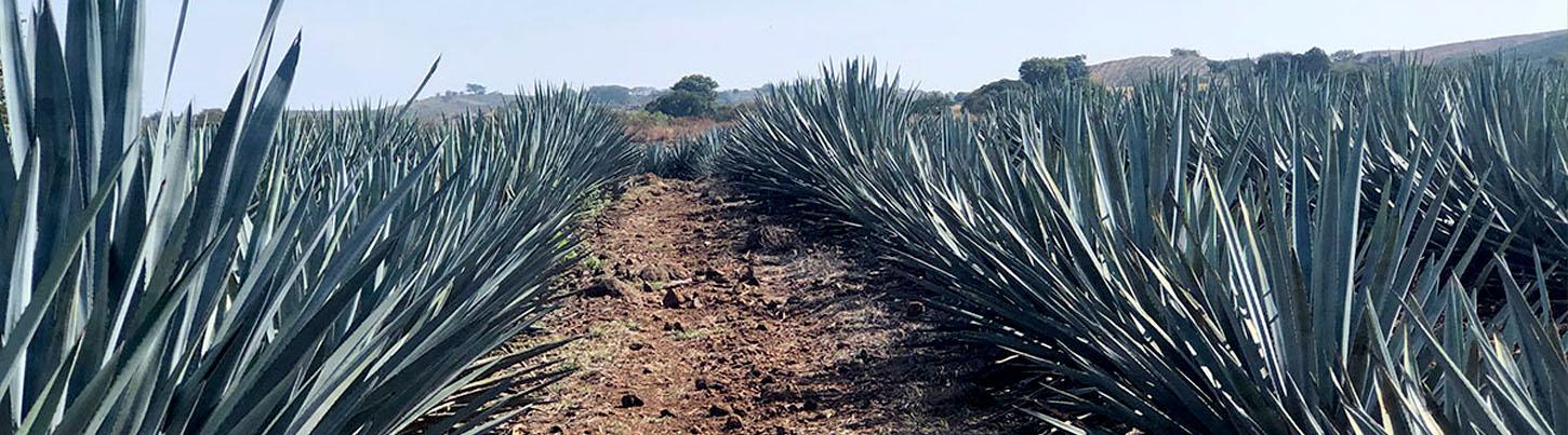 Pueblo del Tequila & Sitio Arqueológico Los Toriles 3