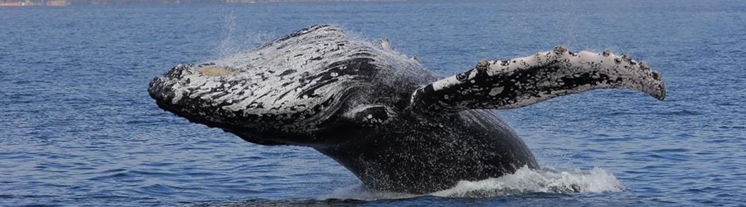 Trimaran Whale Watching Puerto Vallarta 1
