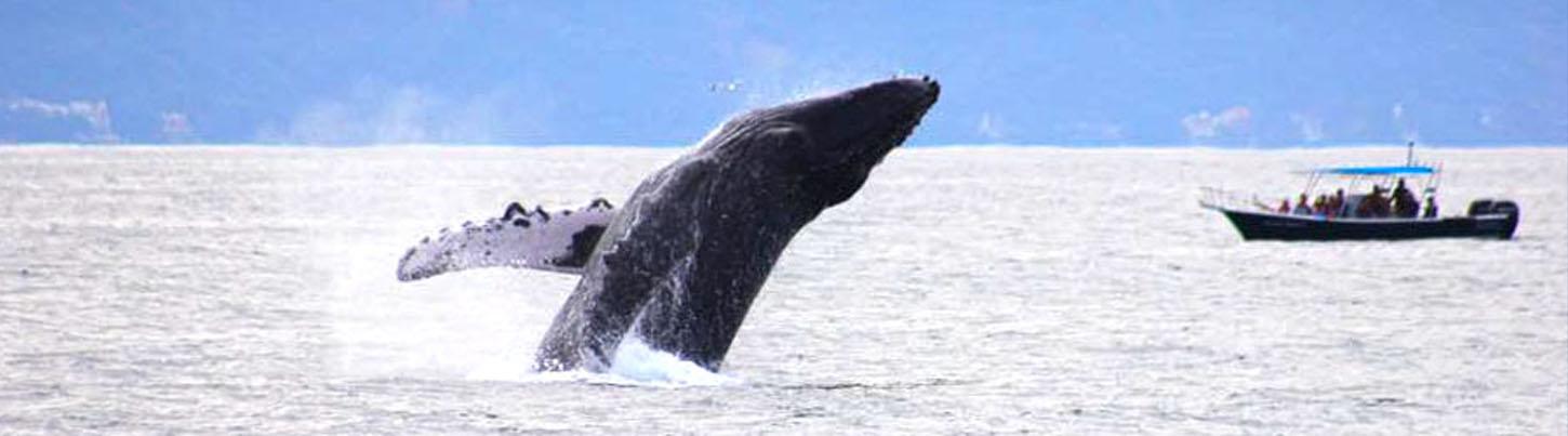 Trimaran Whale Watching Puerto Vallarta 4