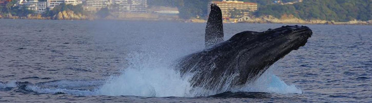 Trimaran Whale Watching Puerto Vallarta 5