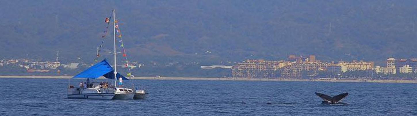 Trimaran Whale Watching Puerto Vallarta 6