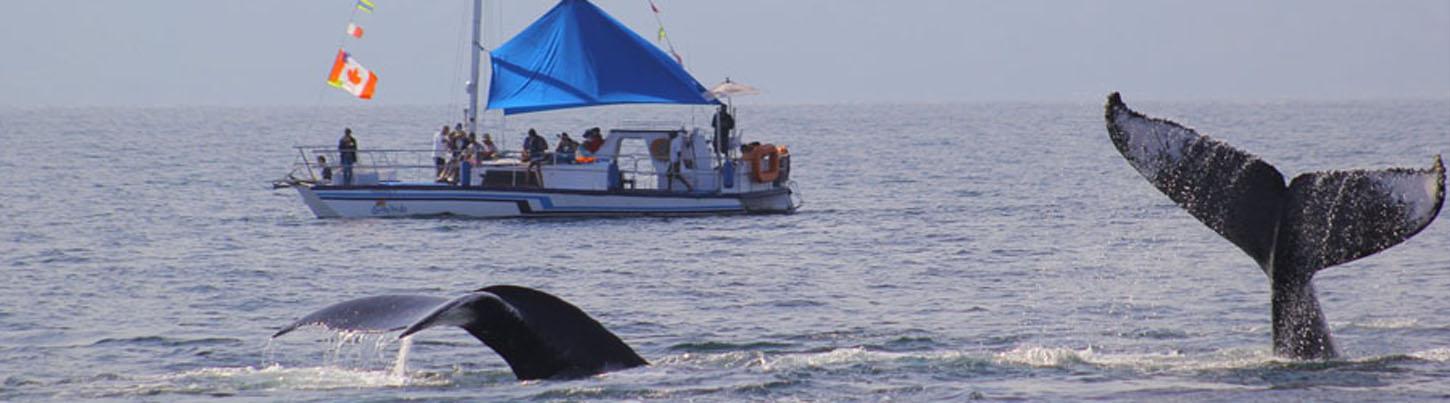 Trimaran Whale Watching Puerto Vallarta 8