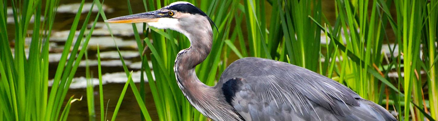 Banderas Bay Bird Watching Ameca River 2