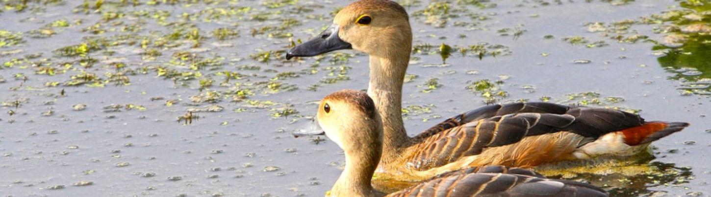 Banderas Bay Bird Watching Ameca River 8