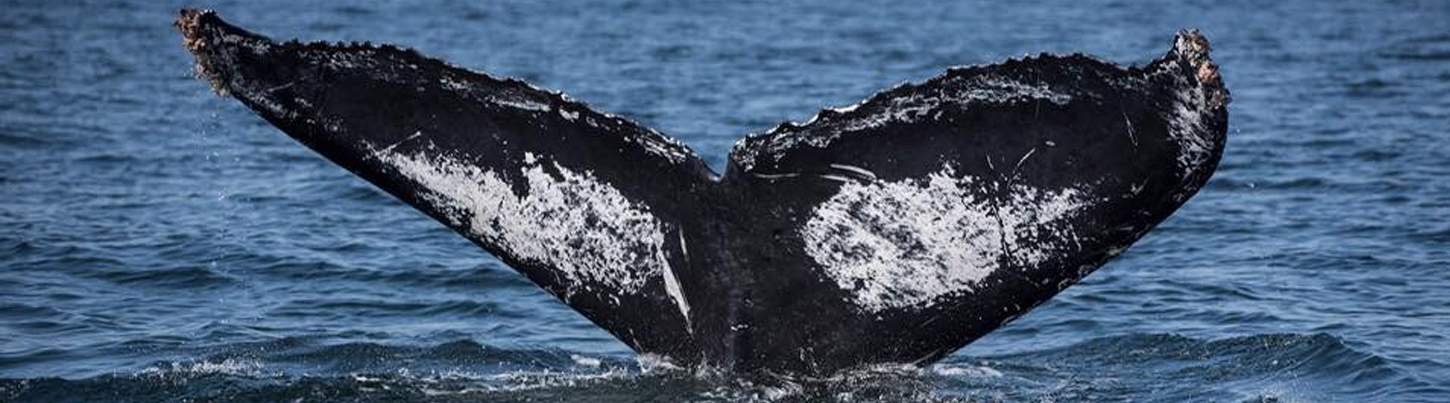 Pacific Whale Watching & Wild Dolphin Adventure 1