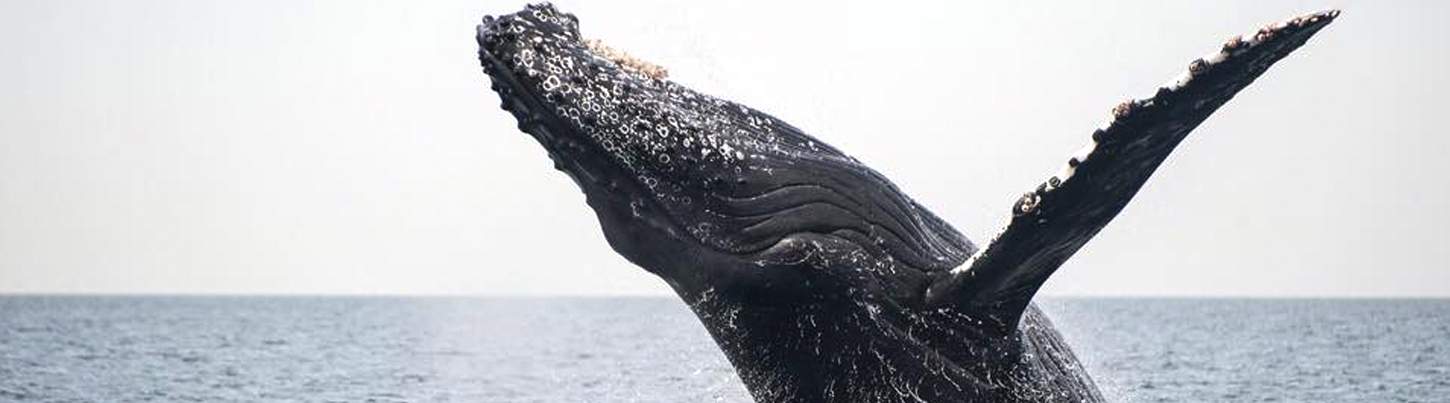 Pacific Whale Watching & Wild Dolphin Adventure 5