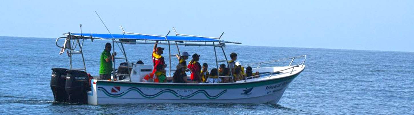 Wild Dolphin Discovery & Snorkel Banderas Bay 6