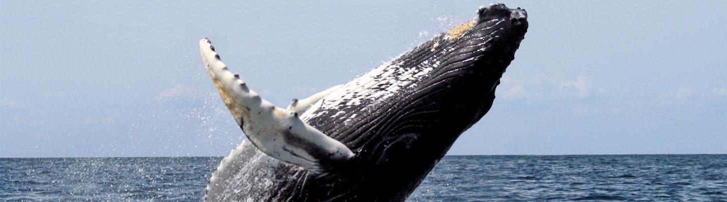Avistamiento de Ballenas en el Zodiac Puerto Vallarta 1