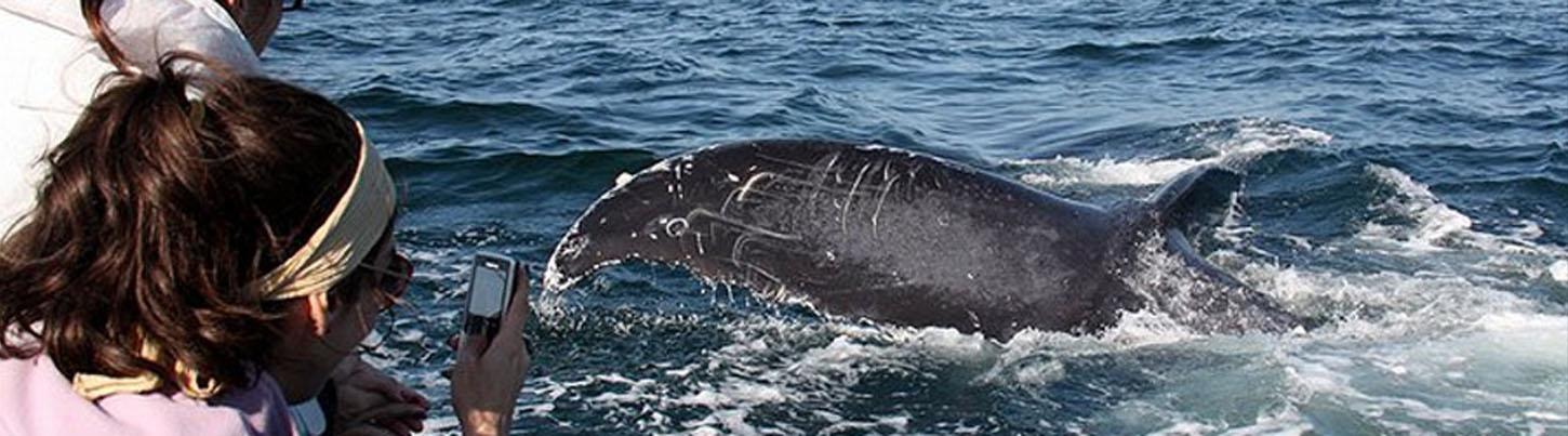 Avistamiento de Ballenas en el Zodiac Puerto Vallarta 6