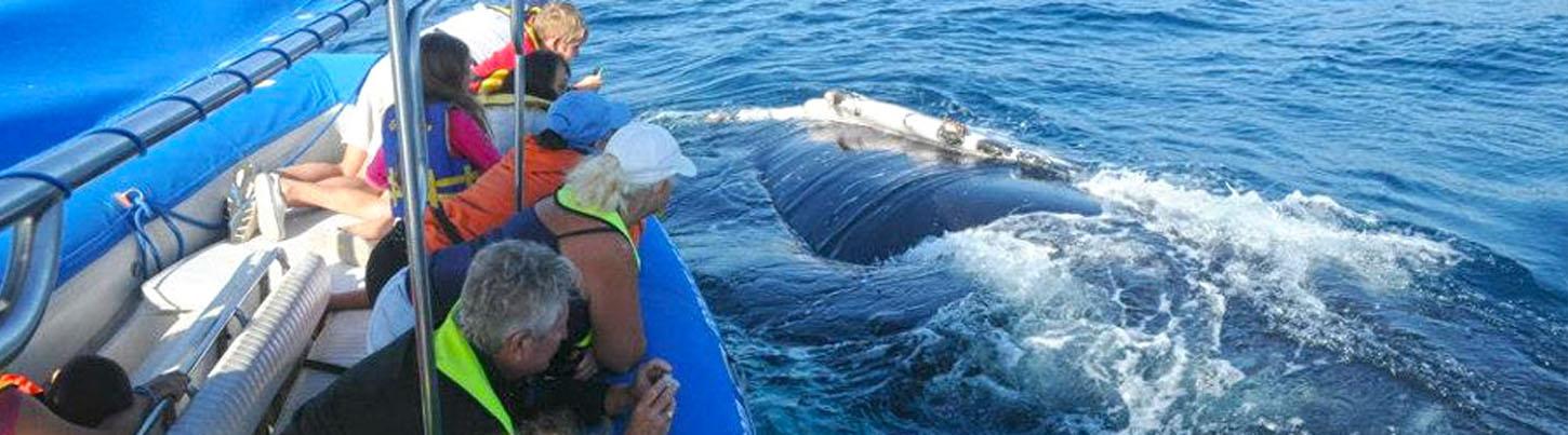 Avistamiento de Ballenas en el Zodiac Puerto Vallarta 8