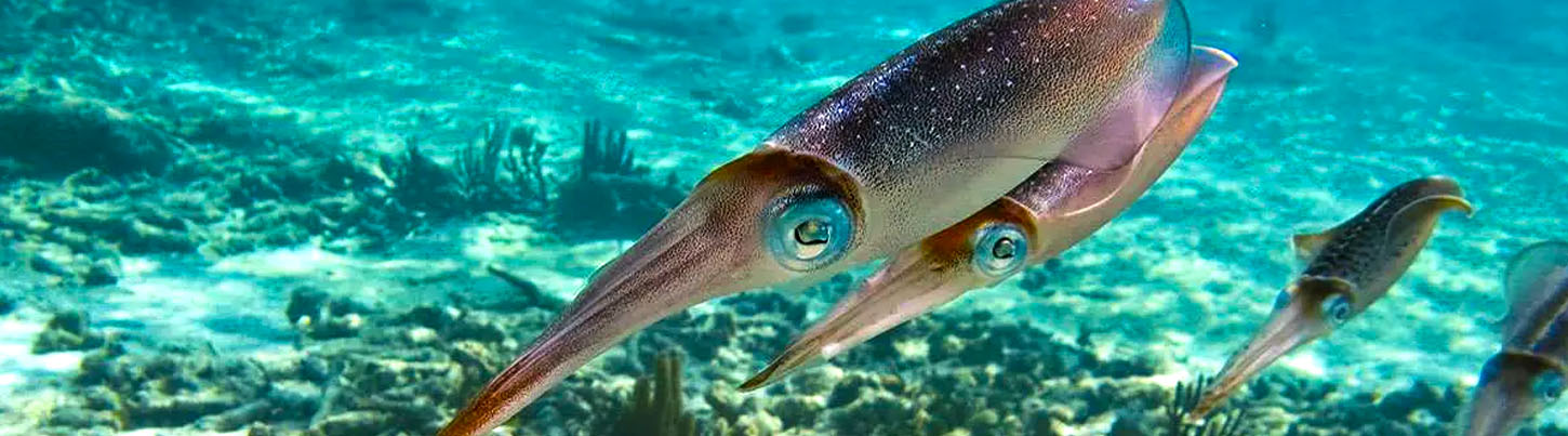 Akumal Sea Turtles + Cenotes Half Day Combo 1