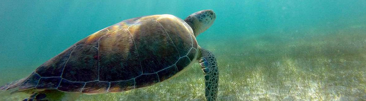 Akumal Sea Turtles + Cenotes Half Day Combo 2