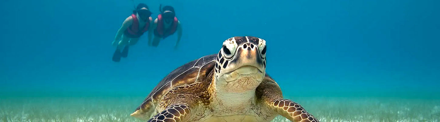 Akumal Sea Turtles + Cenotes Half Day Combo 6