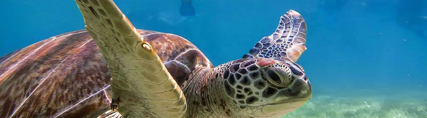 Akumal Sea Turtles + Cenotes Half Day Combo 8