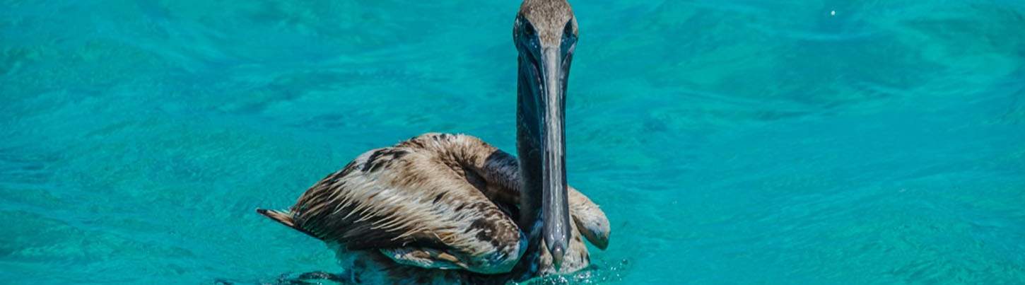 Playa del Carmen Catamaran Snorkel and Sail 6