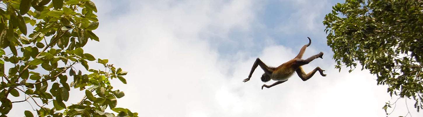 Coba, Cenote and Punta Laguna Monkey Sanctuary 5