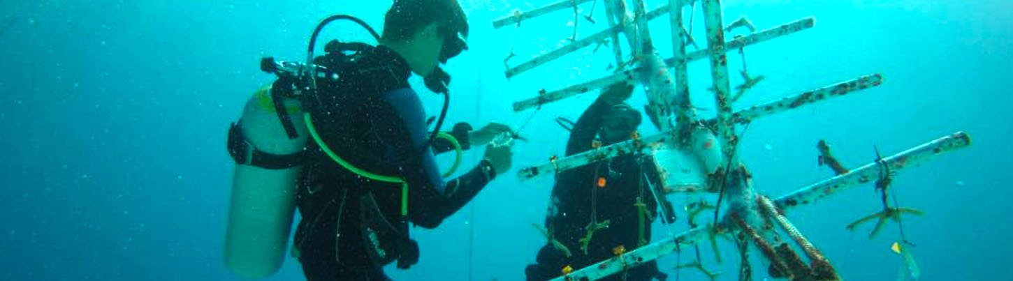 Cozumel Diving Excursion From Playa del Carmen 2