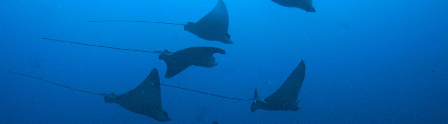 Cozumel Diving Excursion From Playa del Carmen 6