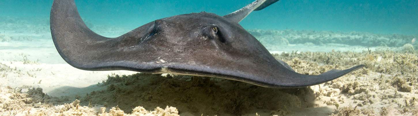 Riviera Maya Luxury Sailing and Snorkeling 6