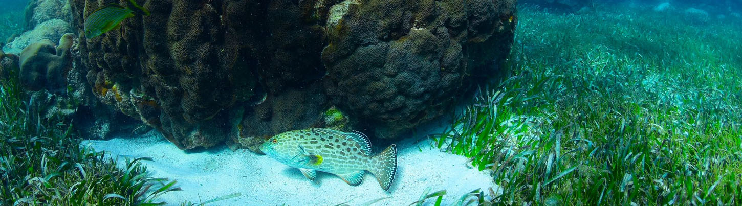 Mayan Jungle ATV Explorer 7