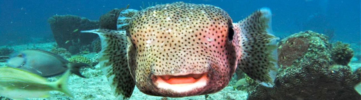 Playa Del Carmen Reef Snorkel (Moche Express) 3