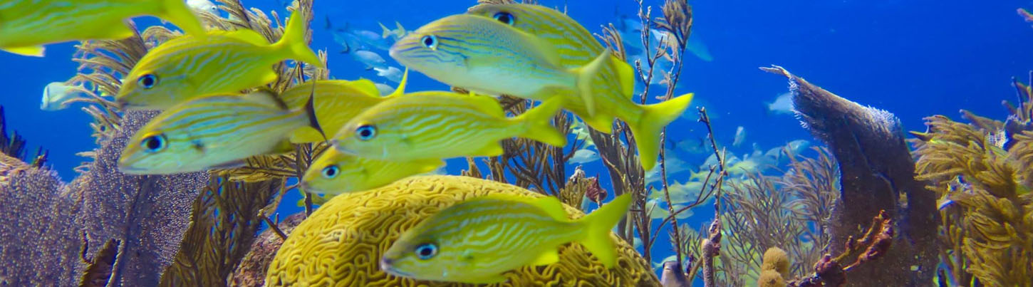 Playa Del Carmen Reef Snorkel (Moche Express) 7