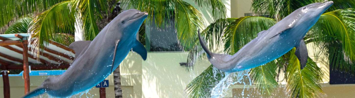 Playa Maroma Royal Dolphin Swim 8