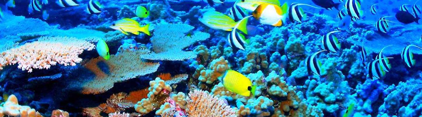 Puerto Morelos National Marine Park Snorkel 2