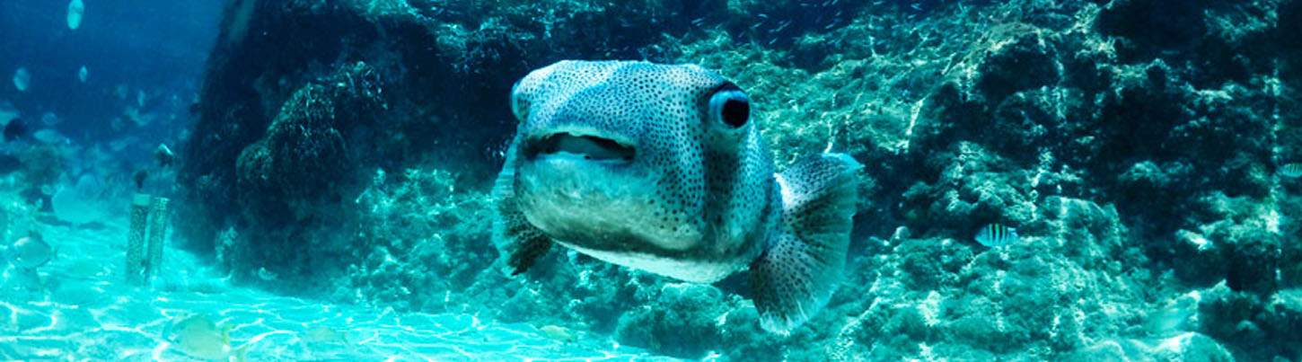 Selvatica Zip Line + Snorkel Combo 8