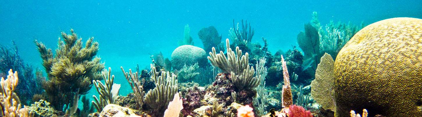 Original Snorkeling Adventure & Puerto Morelos Beach Break 1