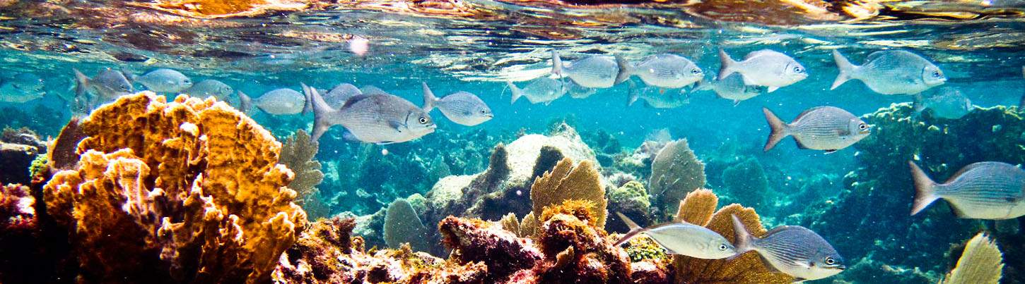 Original Snorkeling Adventure & Puerto Morelos Beach Break 6