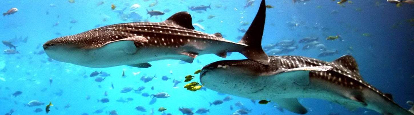 Swim With Whale Sharks Adventure 3