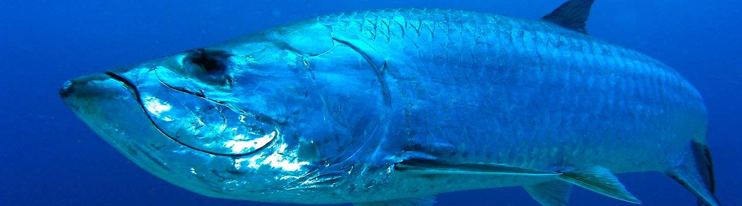 Swim With Whale Sharks Adventure 5