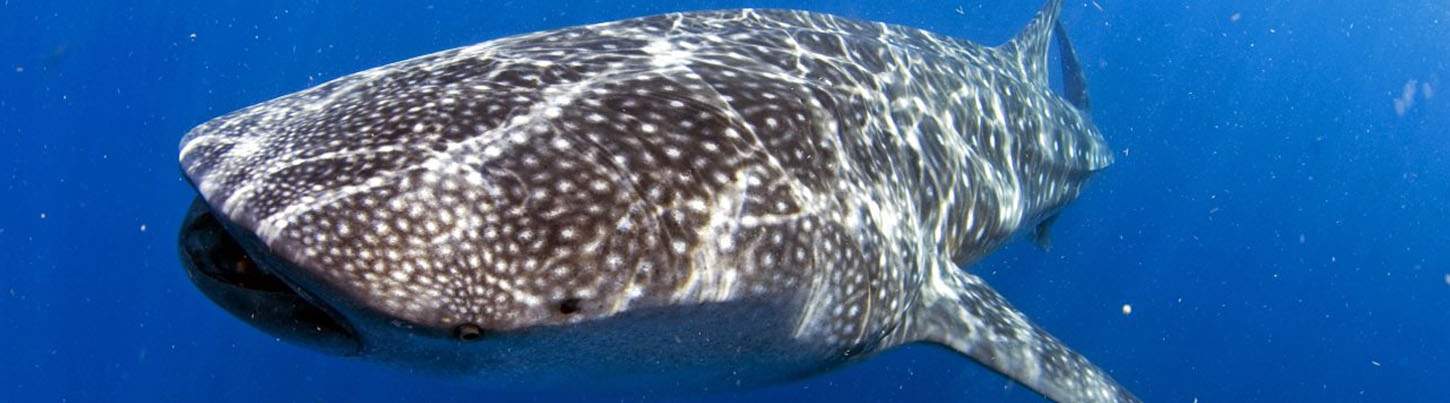 Swim With Whale Sharks Adventure 6