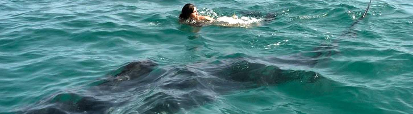 Swim With Whale Sharks Adventure 7