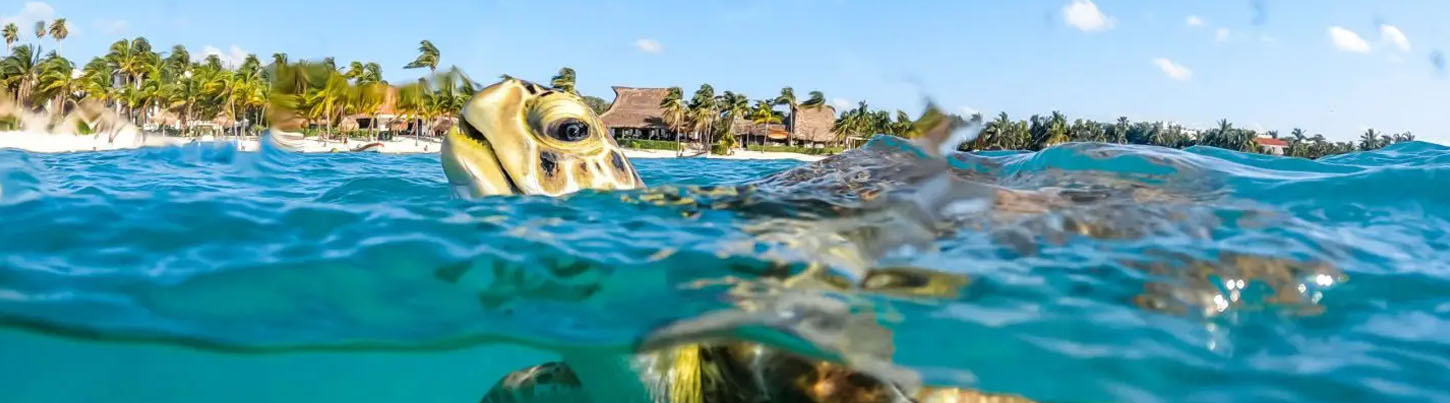 Tulum Ruins + Akumal Sea Turtles + Cenote Cave Exploration 5