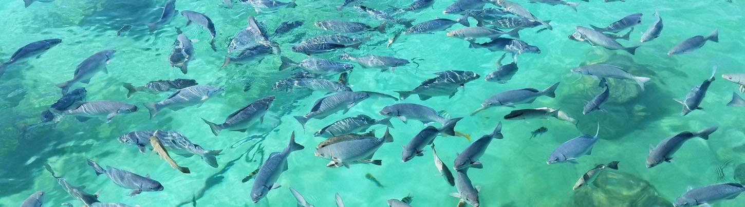 Xel Ha All Inclusive 1