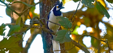 Sierra Madre Mexico Birding Excursion