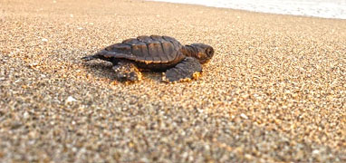 Mazatlan Sea Turtle Release & Mangroves Tour
