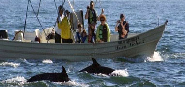 Mazatlan Wild Dolphin Eco Tour