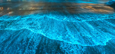 Bioluminescence Paddle Tour