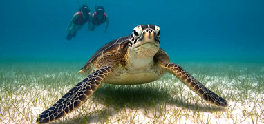 Akumal Sea Turtles + Cenotes Half Day Combo