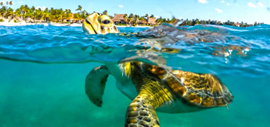 Tulum Ruins + Akumal Sea Turtles + Cenote Cave Exploration